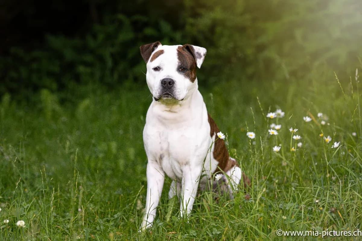 Samson auf einer Pflegestelle der Bullstaff Hilfe, male American Staffordshire Terrier for adoption at Tierheim am Böhler