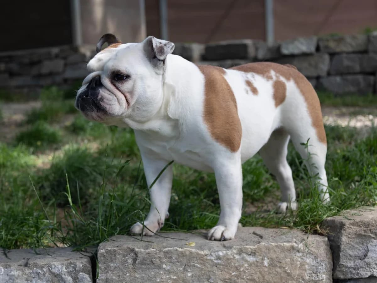 Kiwi, weiss female 3yo English Bulldog for adoption at Tierheim am Böhler, Unterkulm