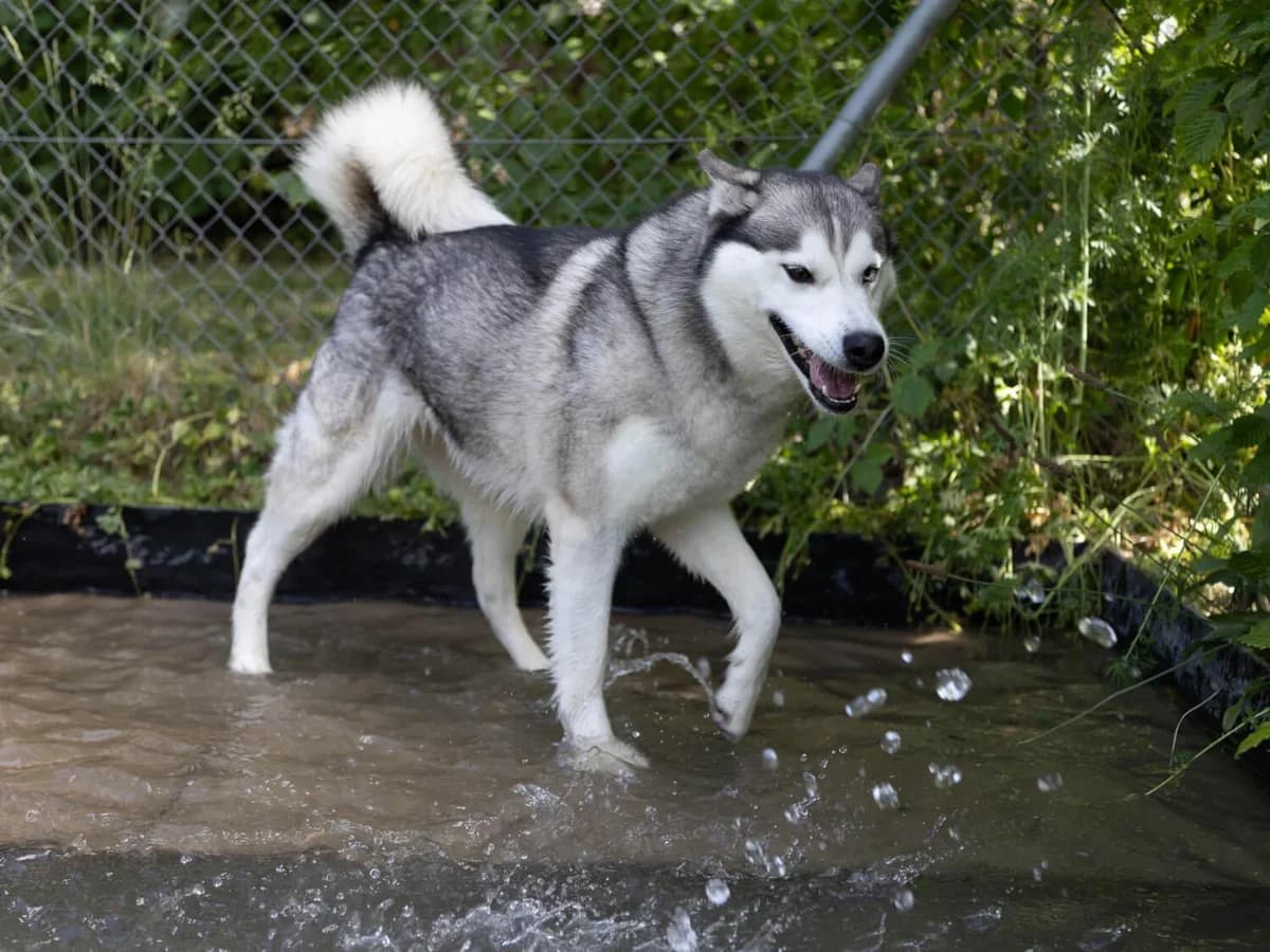 Enya, weiss female 5yo Husky for adoption at Tierheim am Böhler, Unterkulm