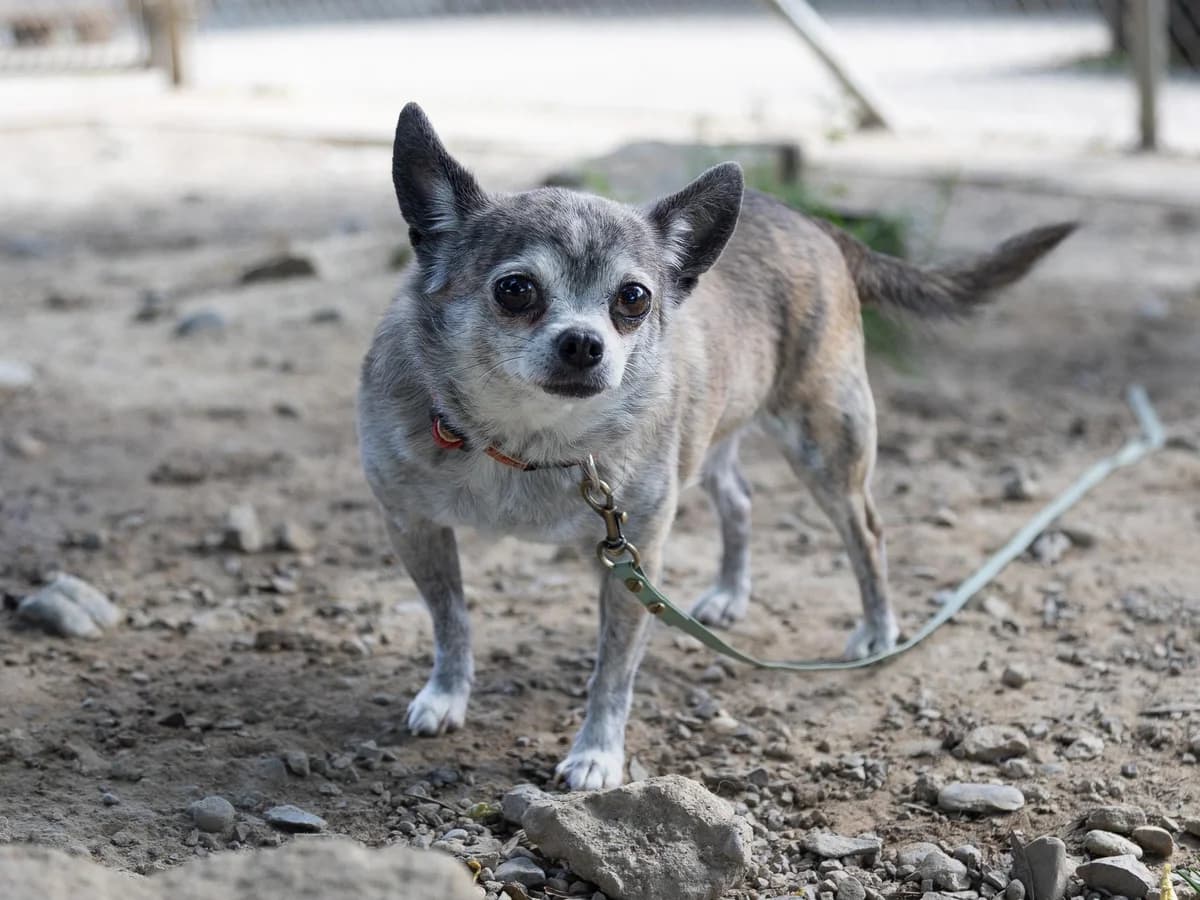 Aika, female senior Chihuahua for adoption at Tierheim am Böhler, Unterkulm