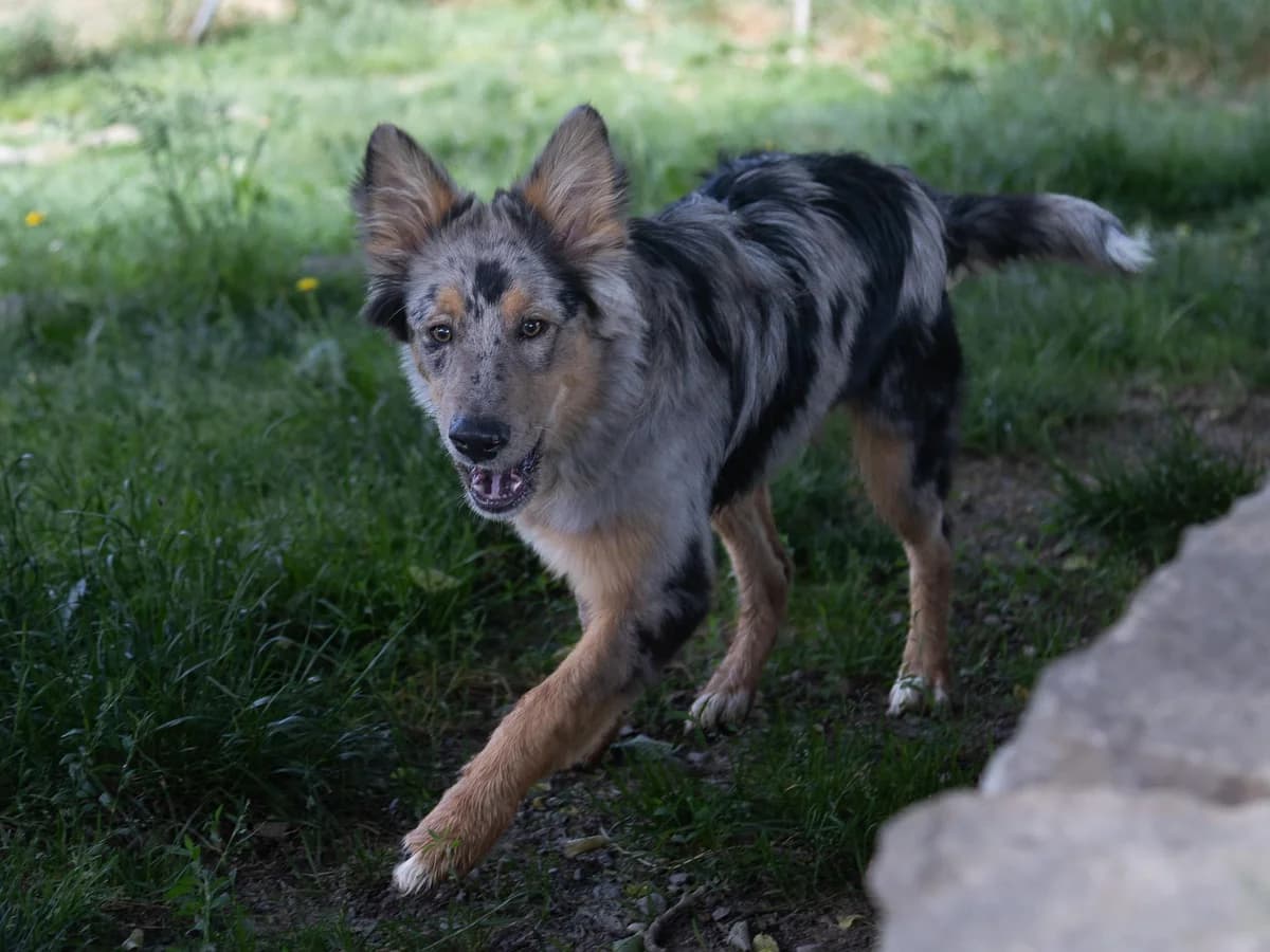 Nando, merle male young German Shepherd for adoption at Tierheim am Böhler, Unterkulm