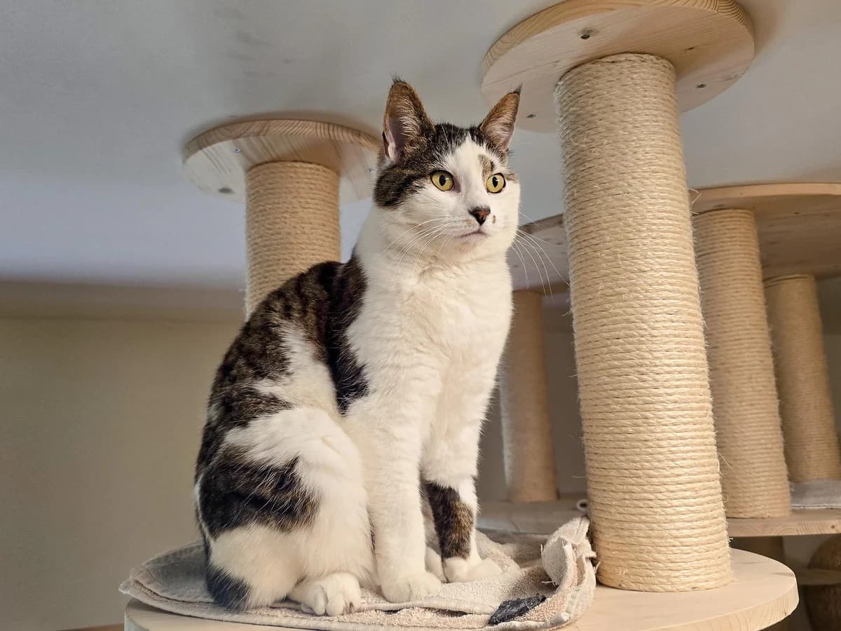 Winnie Freigänger Katze, weiss female 7yo mixed breed for adoption at Tierheim am Böhler, Unterkulm