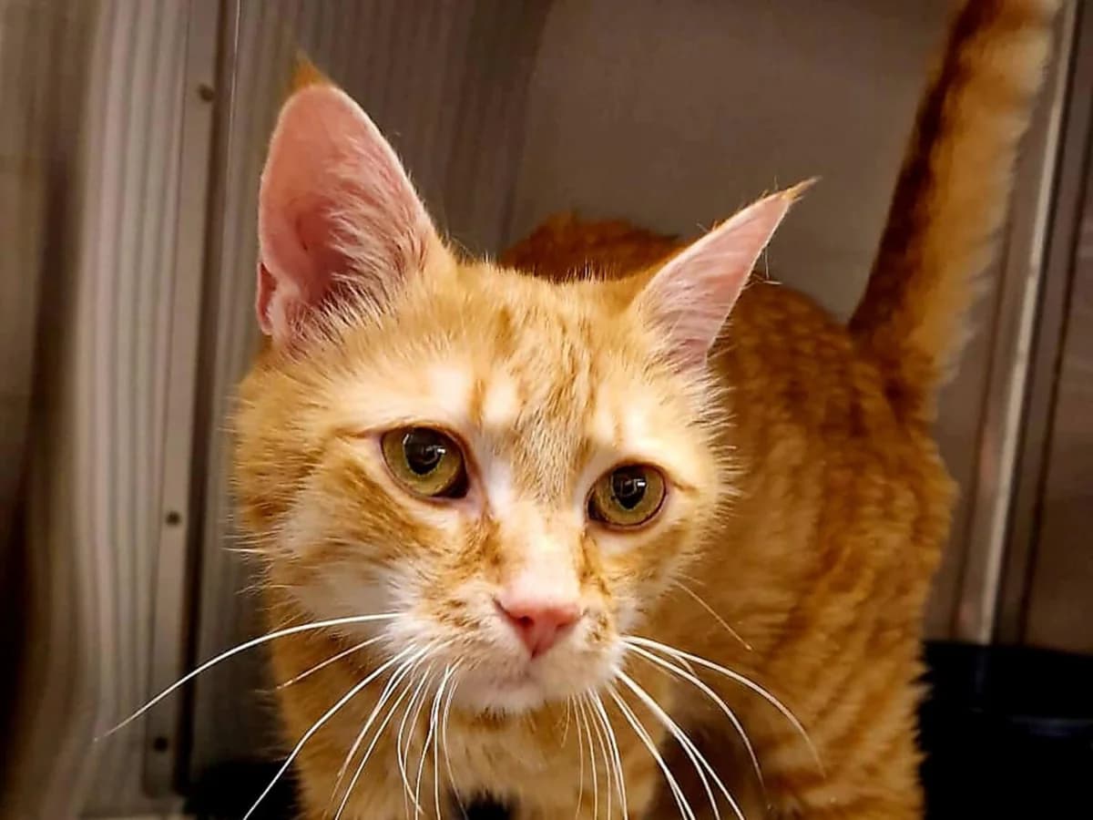 Tierheim Katze Whiskey auf einer Lebenslangen Pflegestelle, male senior mixed breed for adoption at Tierheim am Böhler, Unterkulm