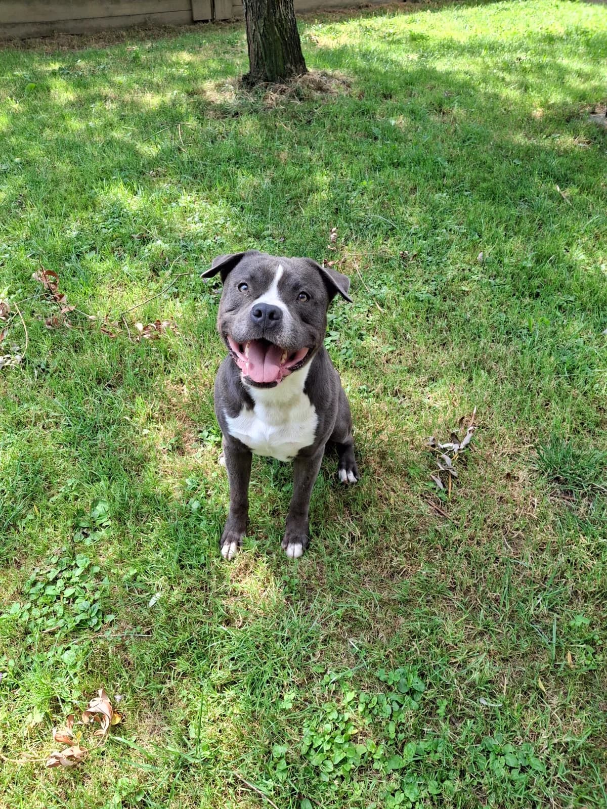 Zeus, male 4yo American Staffordshire Terrier for adoption at Tierheim an der Ron