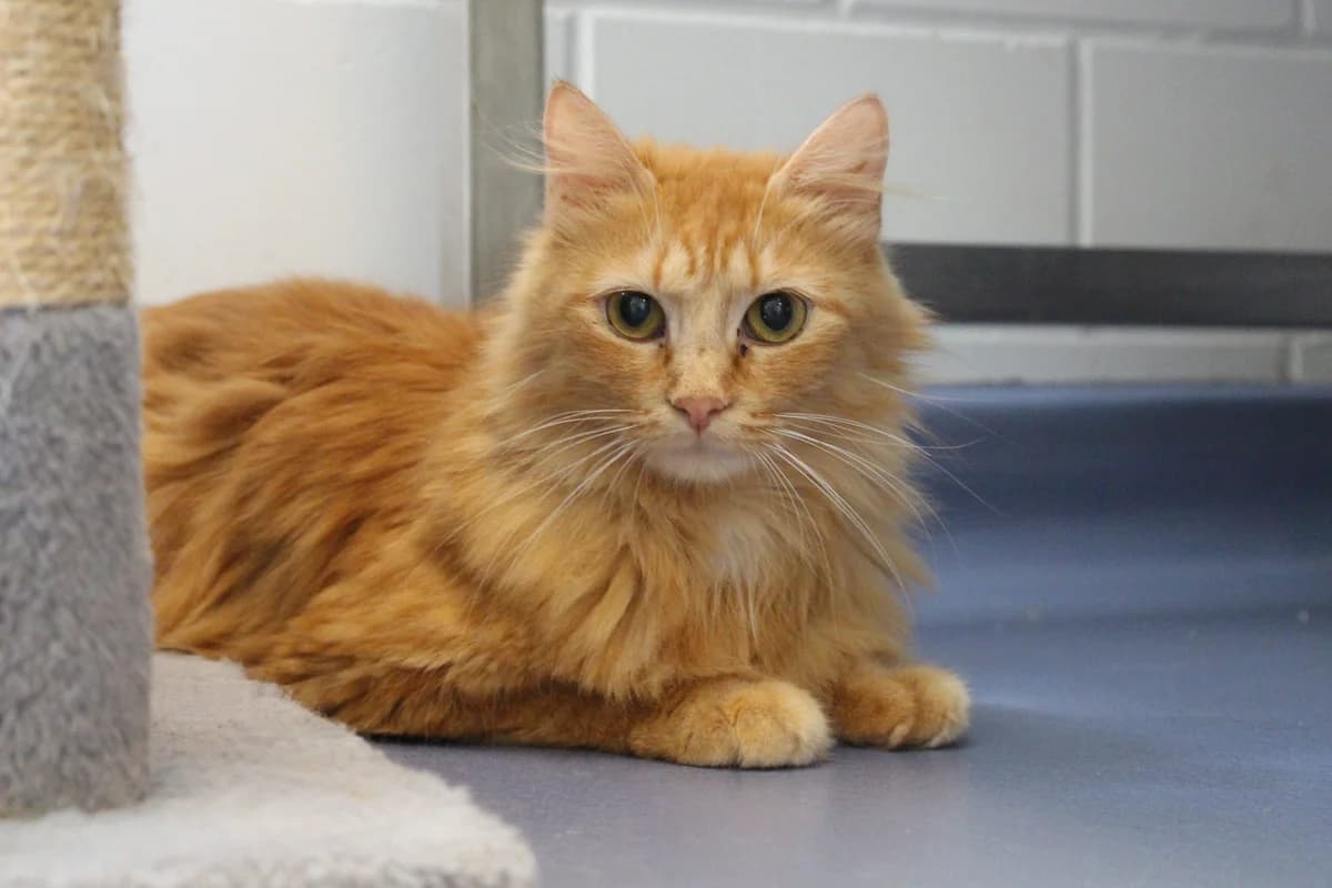Numa, female young Mixed Breed Cat for adoption at Tierheim an der Ron