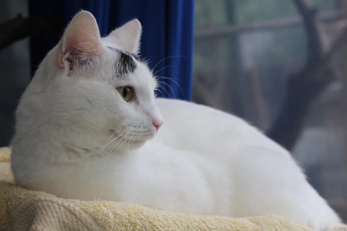 Seppentoni, male young Mixed Breed Cat for adoption at Tierheim an der Ron