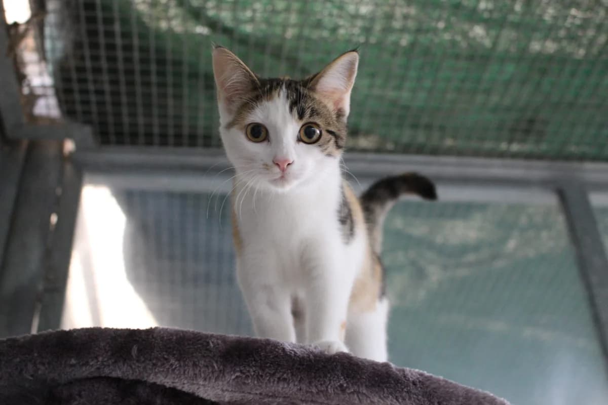 Maeve, female puppy Mixed Breed Cat for adoption at Tierheim an der Ron