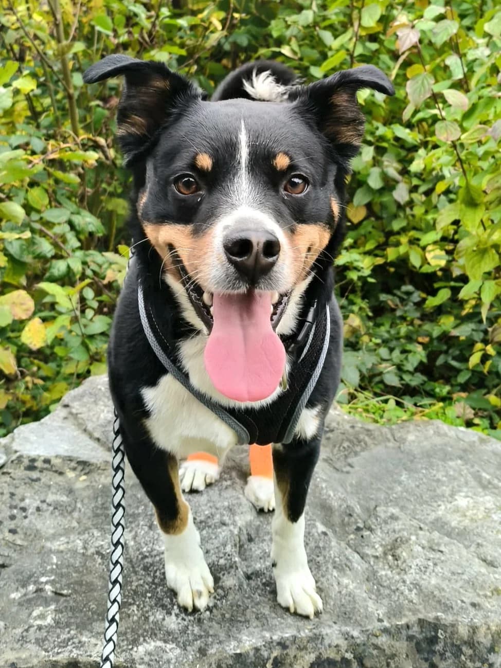 Bäry, male 4yo Mixed Breed for adoption at Tierheim an der Ron