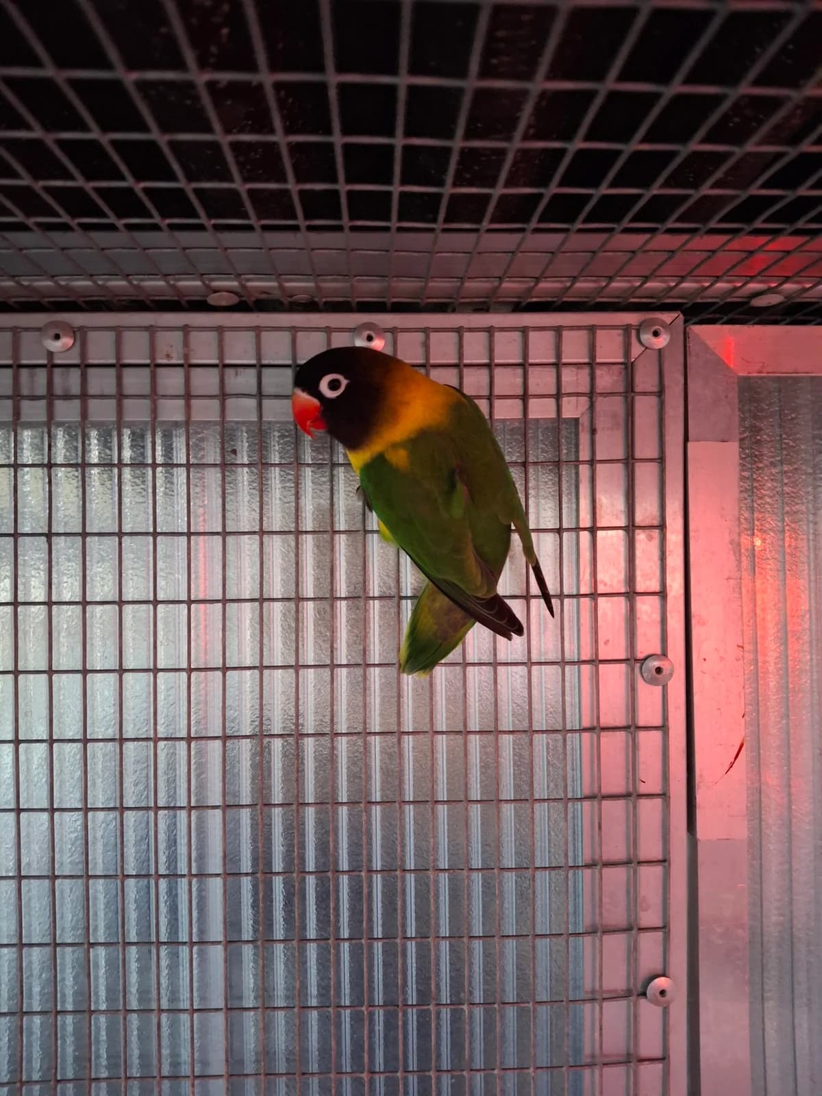 Zuki & Sokka, female Mixed Breed for adoption at Tierheim an der Ron