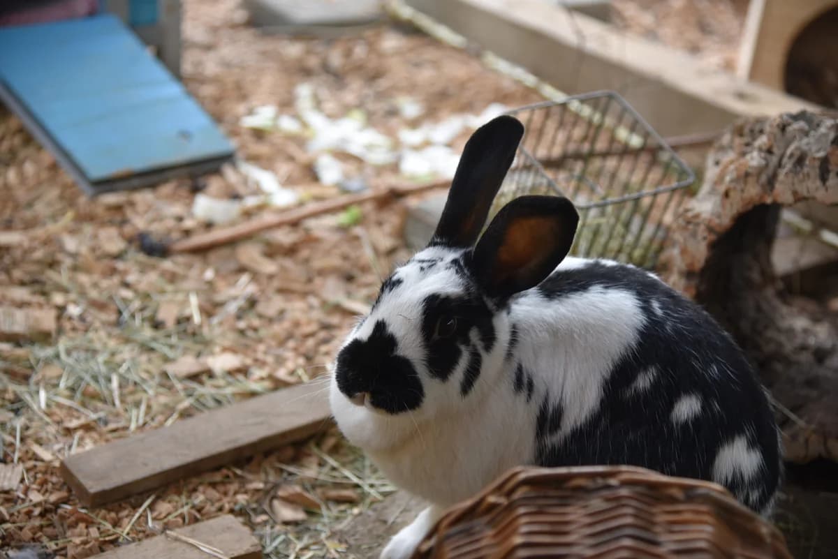 Lucie & Bossi Jr., female Mixed Breed for adoption at Tierheim an der Ron