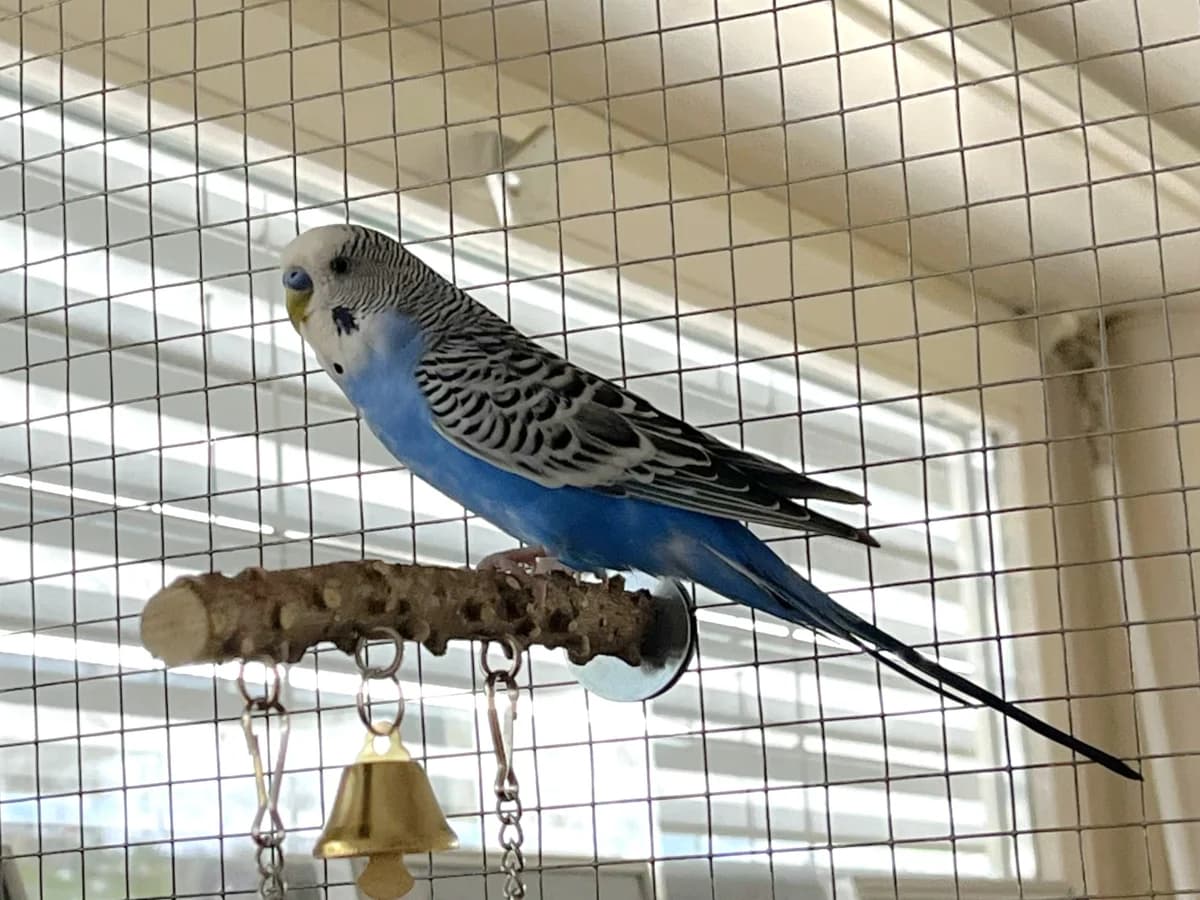 Rici, male Mixed Breed for adoption at Tierheim an der Ron