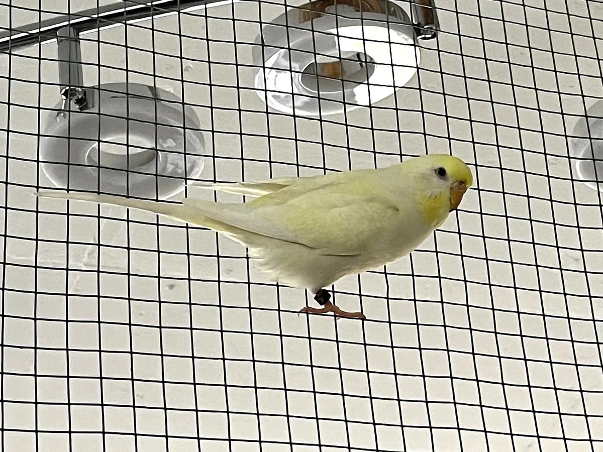 Kiki, female Mixed Breed for adoption at Tierheim an der Ron