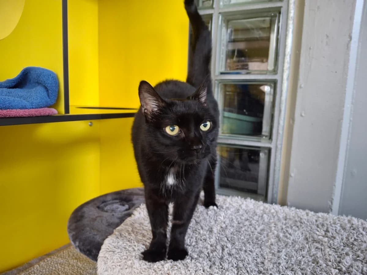 Amira, female Mixed Breed Cat for adoption at Tierheim an der Ron