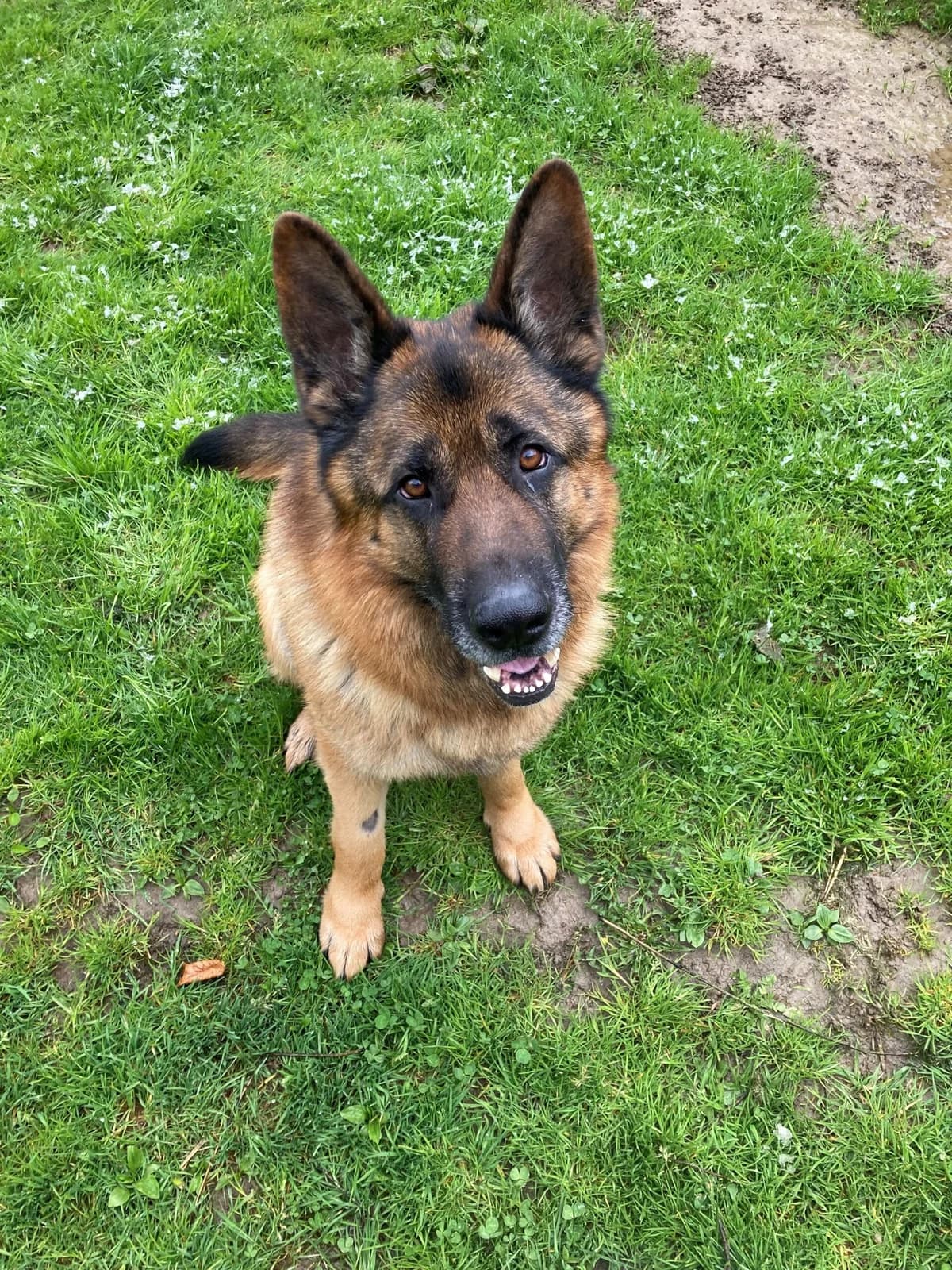 Rex, weiss male 5yo German Shepherd for adoption at Tierheim an der Ron