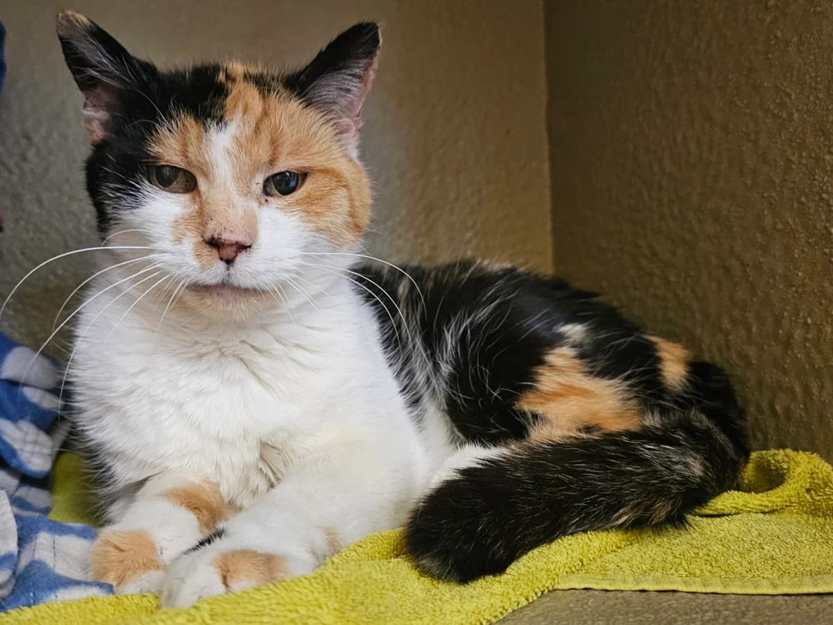 Miez Miez, female Mixed Breed Cat for adoption at Tierheim an der Ron