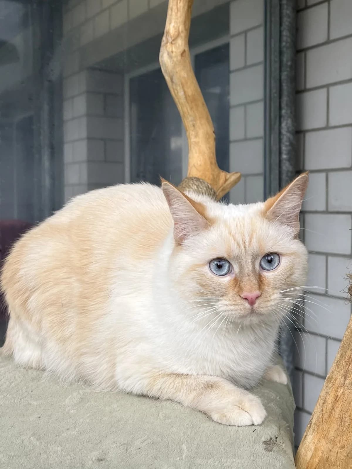 Aslan, male Mixed Breed Cat for adoption at Tierheim an der Ron