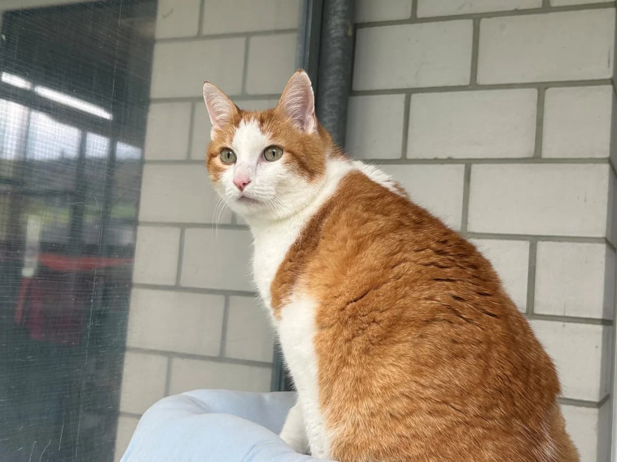 Milou, male Mixed Breed Cat for adoption at Tierheim an der Ron