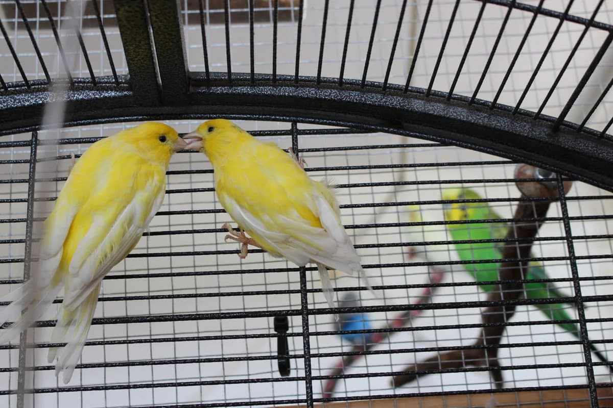 Orlando & Lorenzo, male Mixed Breed for adoption at Tierheim an der Ron