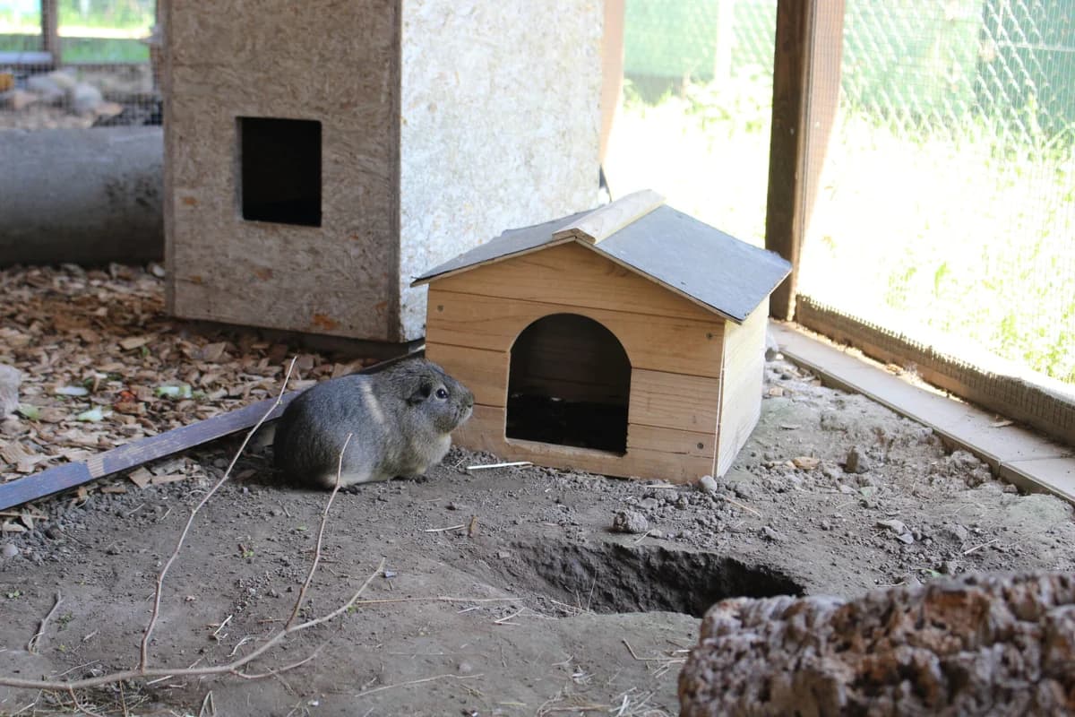 Brownie & Toffy, female Mixed Breed for adoption at Tierheim an der Ron