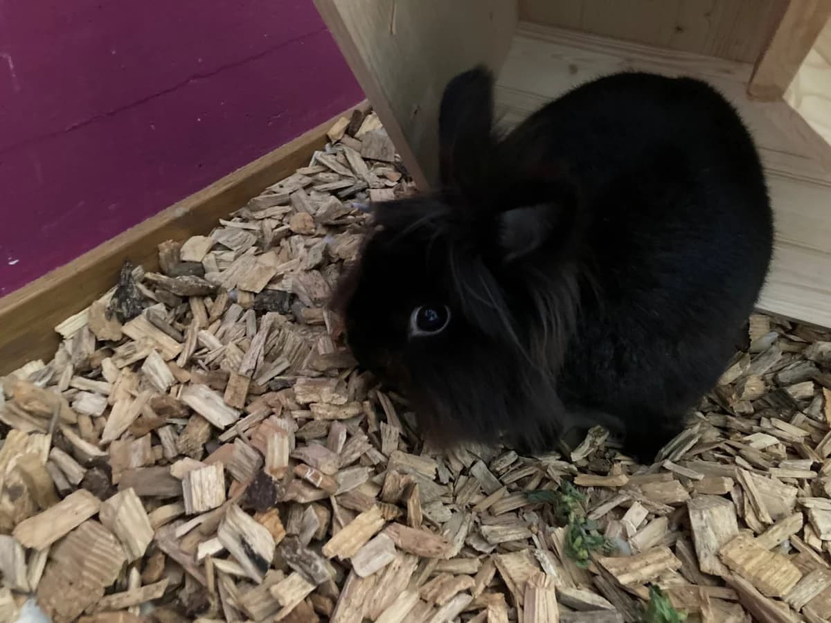 Bugs Bunny, male Mixed Breed for adoption at Tierheim an der Ron