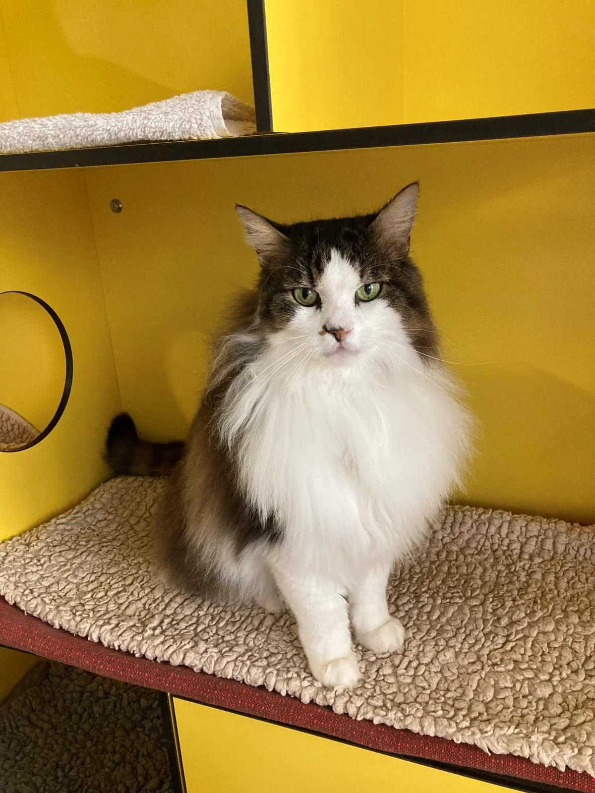 Onepot & Twoface, male 6yo Mixed Breed Cat for adoption at Tierheim an der Ron