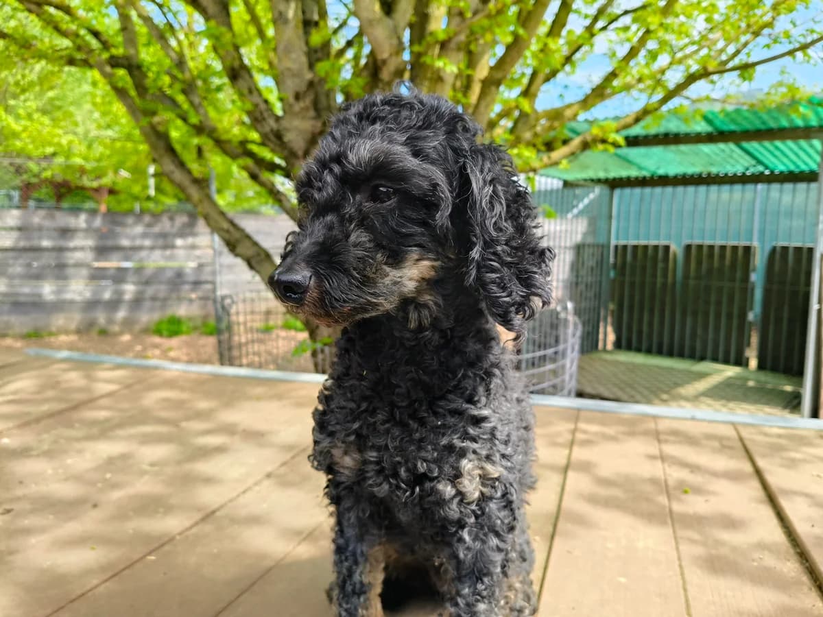 Quyli, female senior Poodle for adoption at Tierheim an der Ron