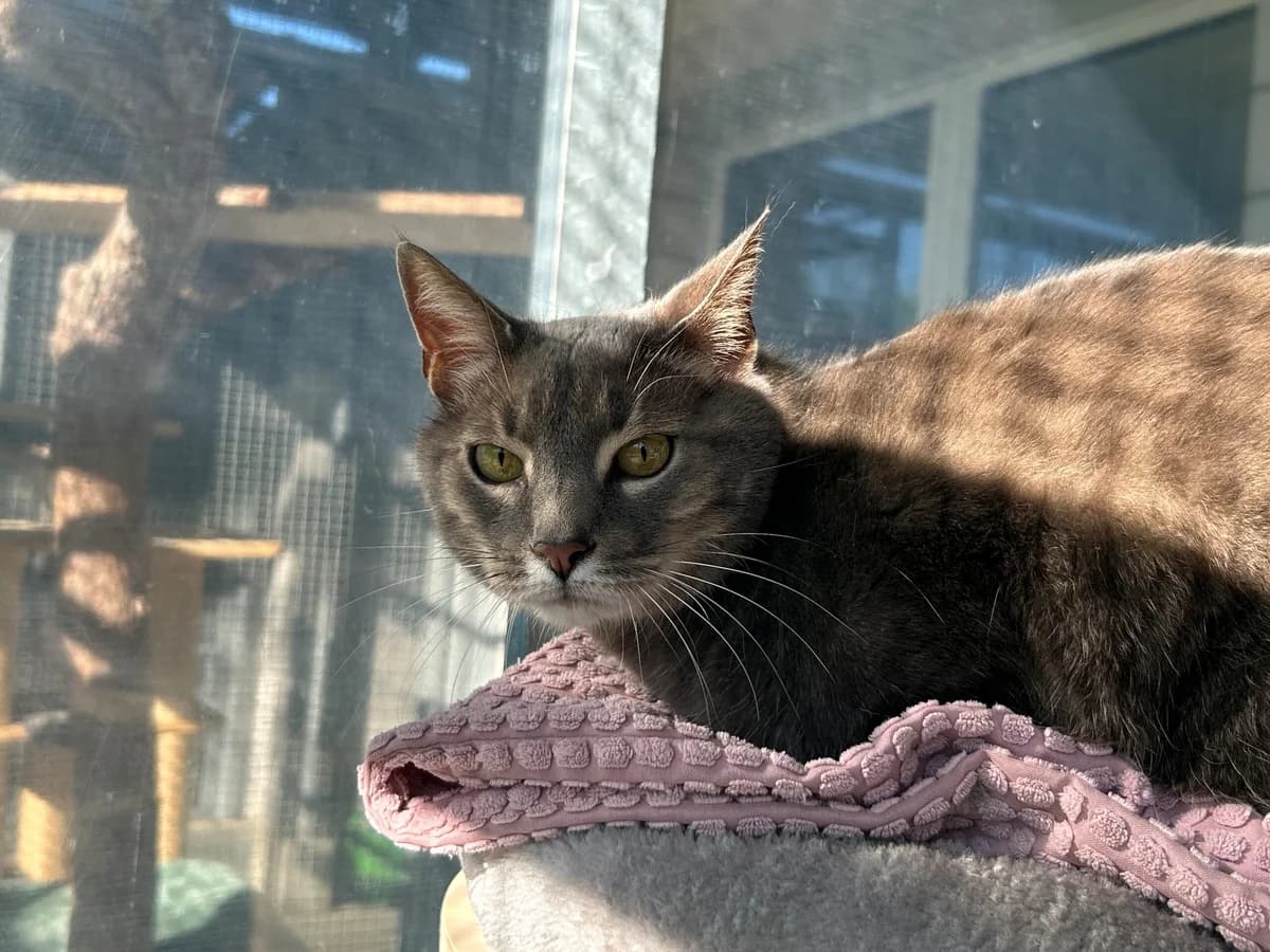 Milou, male senior Mixed Breed Cat for adoption at Tierheim an der Ron