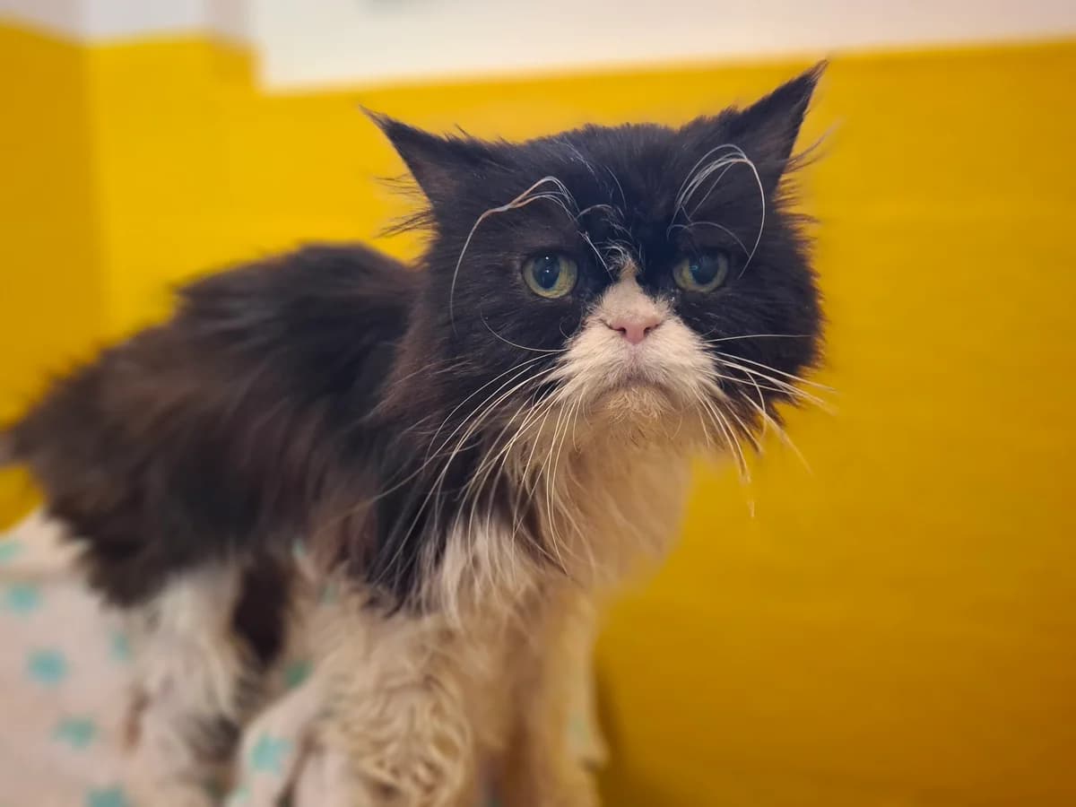 Lia, female senior Persian for adoption at Tierheim an der Ron