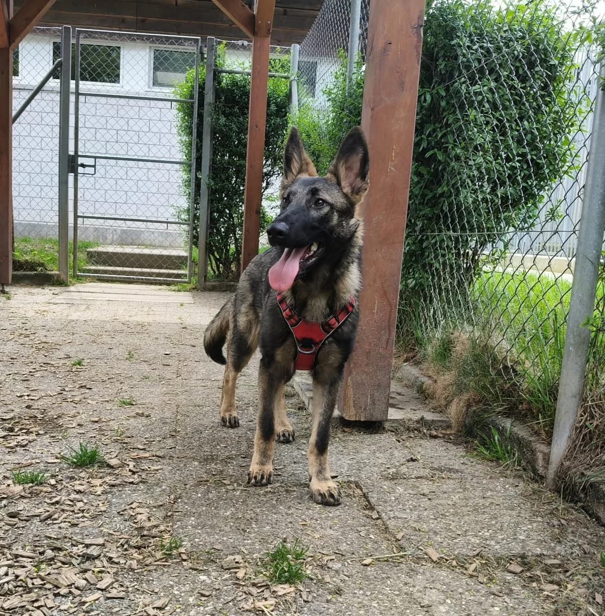 Max, male puppy German Shepherd for adoption at Tierheim an der Ron