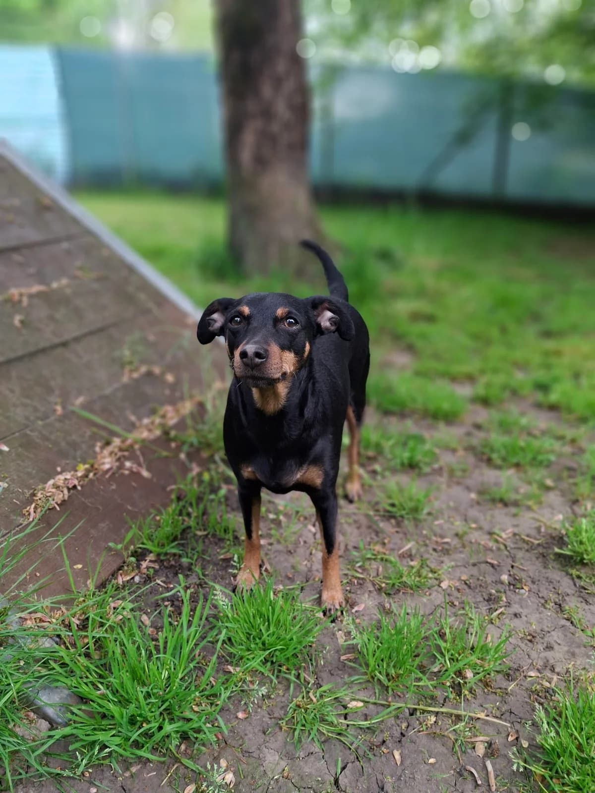 Mika, female 5yo Mixed Breed for adoption at Tierheim an der Ron