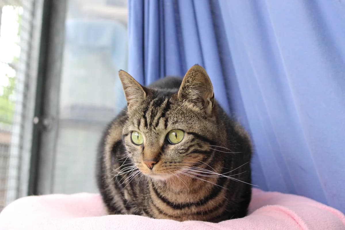 Levi & Hope, female 3yo British Shorthair for adoption at Tierheim an der Ron