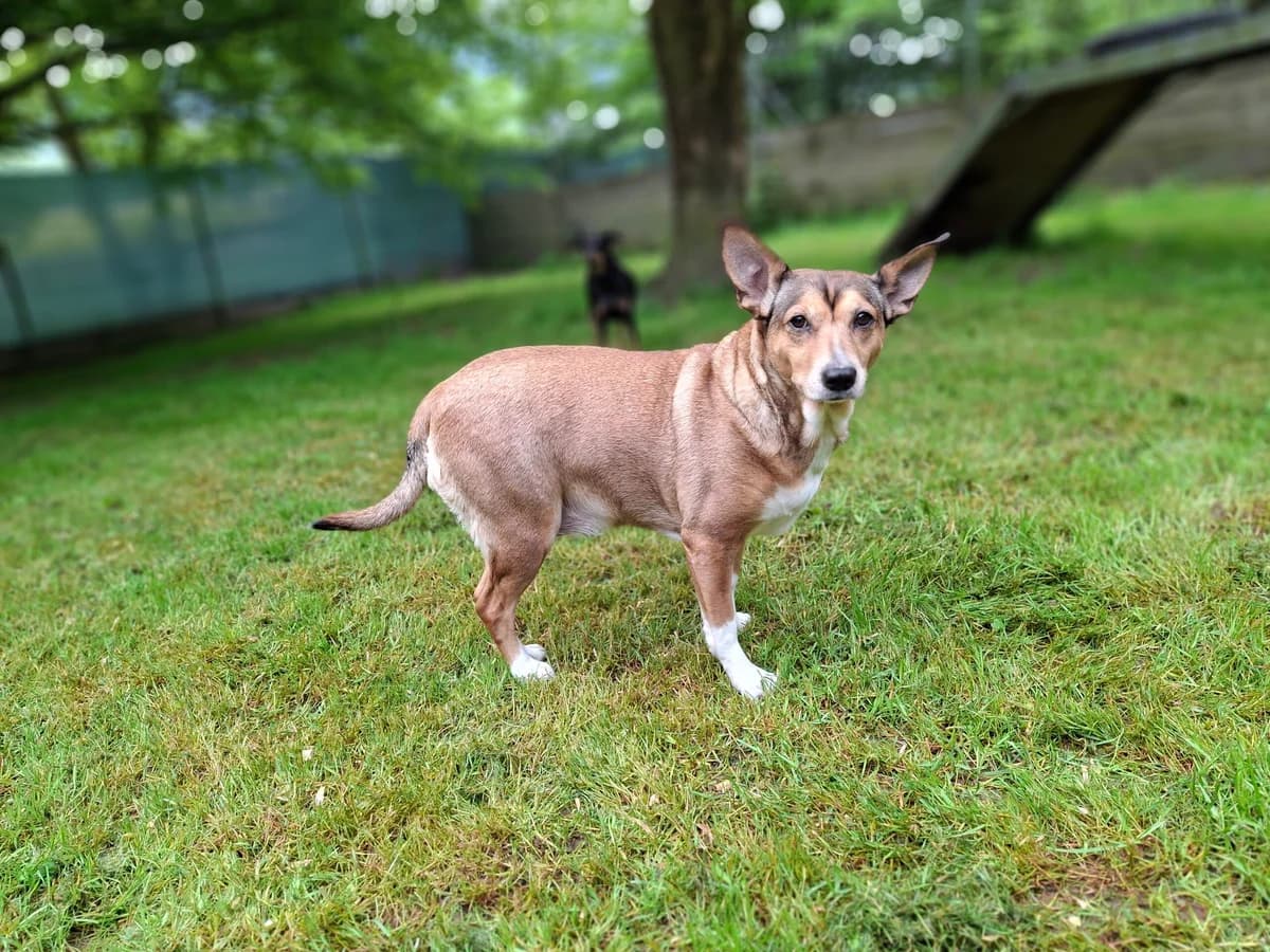 Mila, female 6yo mixed breed for adoption at Tierheim an der Ron