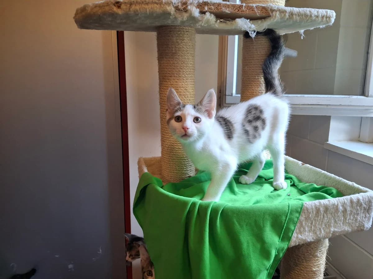 Hazel, Henry, Hikari, Hugo & Hunter, female puppy Mixed Breed Cat for adoption at Tierheim an der Ron
