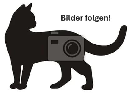 Dala, female 3yo Mixed Breed Cat for adoption at Tierheim an der Ron