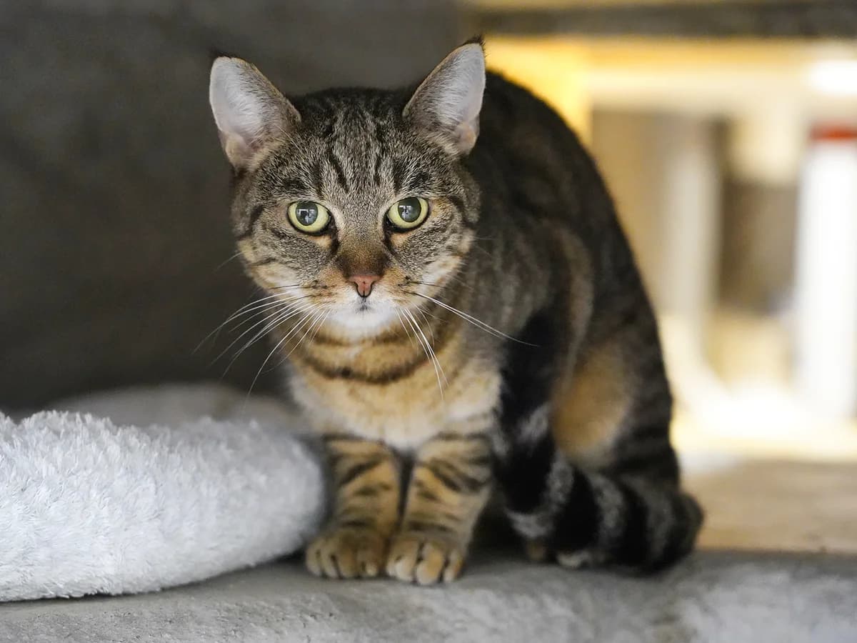 Adaline, braun female 5yo Mixed Breed Cat for adoption at Tierheim beider Basel, Basel