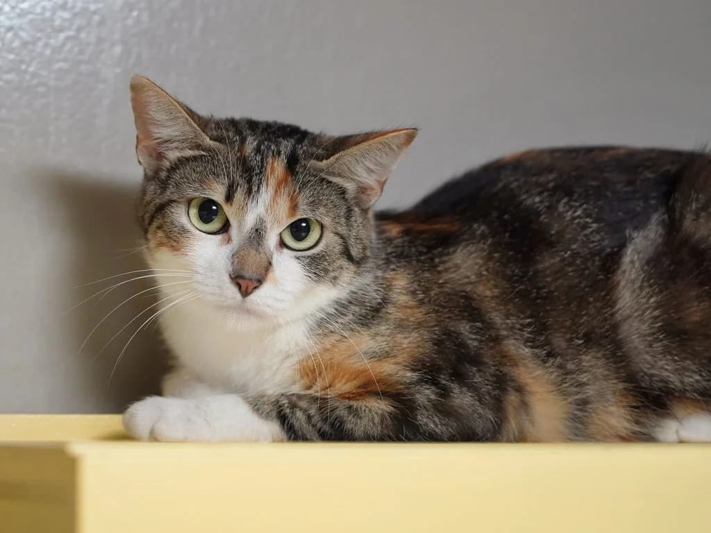 Alana, female European Shorthair for adoption at Tierheim beider Basel, Basel