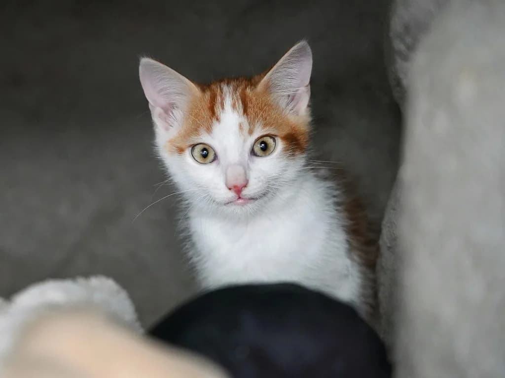 Aramis, male European Shorthair for adoption at Tierheim beider Basel, Basel