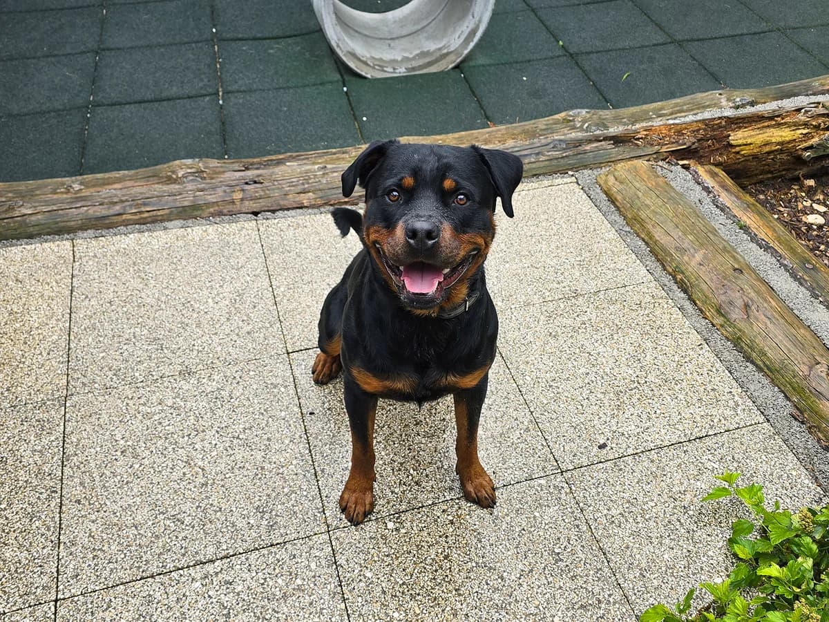 Ari, Schwarz male 4yo Rottweiler for adoption at Tierheim beider Basel, Basel