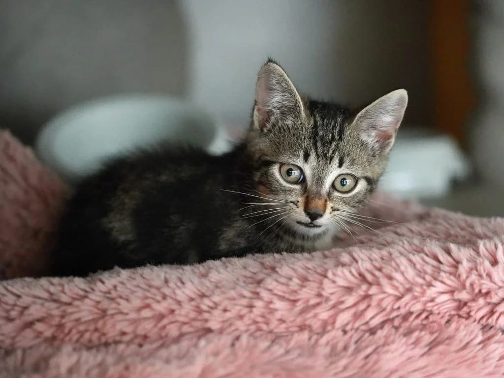 Artagnan, male European Shorthair for adoption at Tierheim beider Basel, Basel