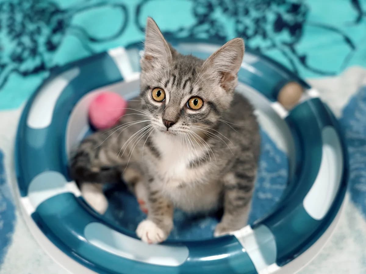 Astro, silber getigert male puppy Mixed Breed Cat for adoption at Tierheim beider Basel, Basel