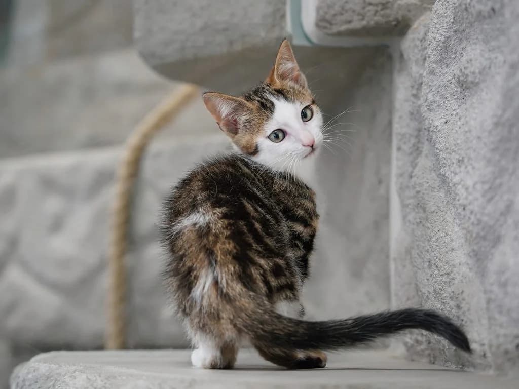 Athos, male European Shorthair for adoption at Tierheim beider Basel, Basel