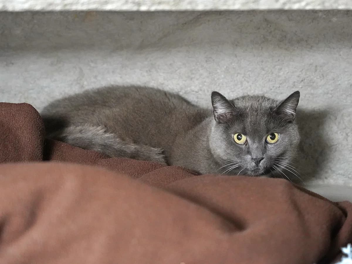 Avani, grau female senior Mixed Breed Cat for adoption at Tierheim beider Basel, Basel