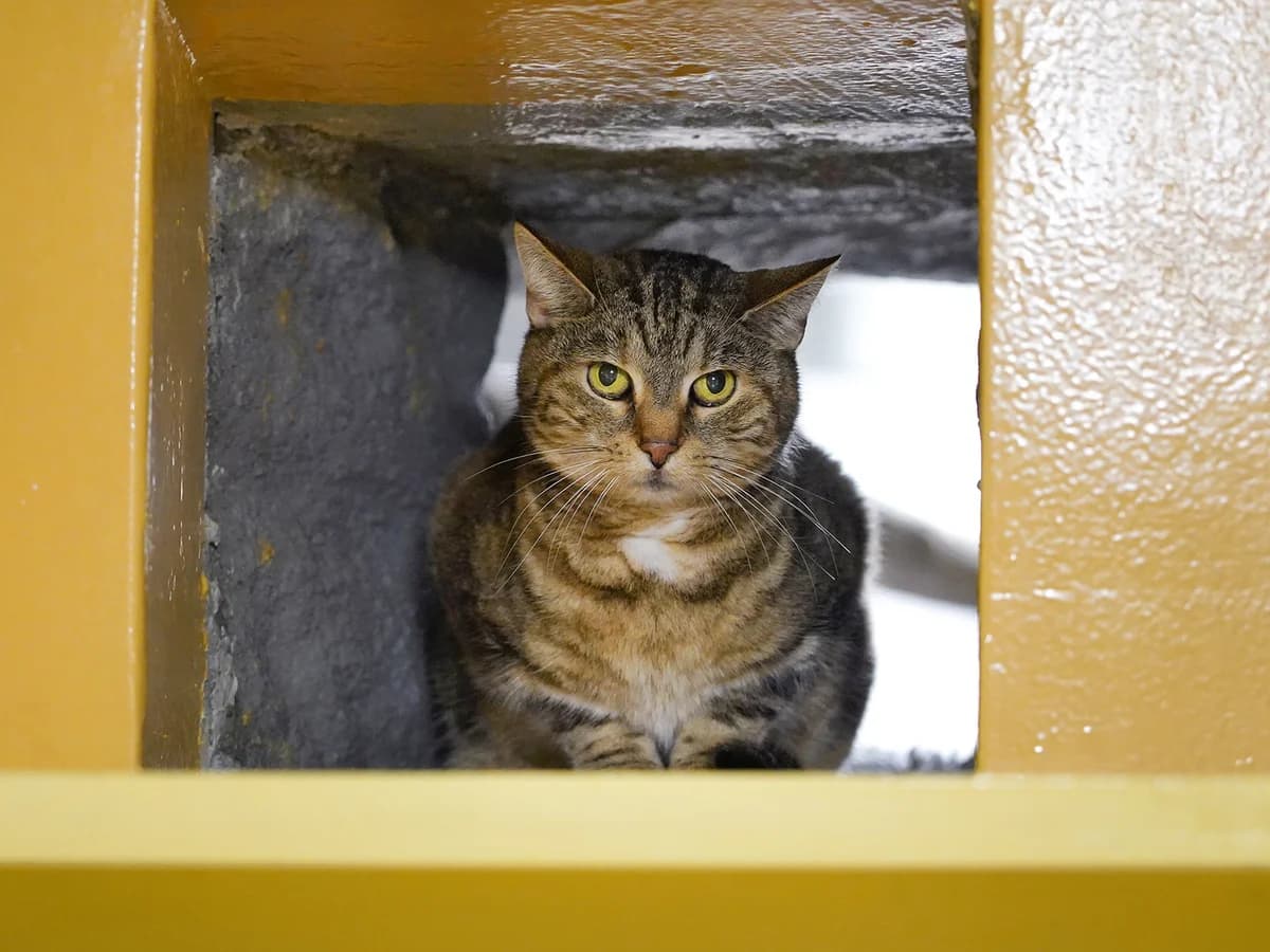 Ayvah, braun getigert female 6yo Mixed Breed Cat for adoption at Tierheim beider Basel, Basel