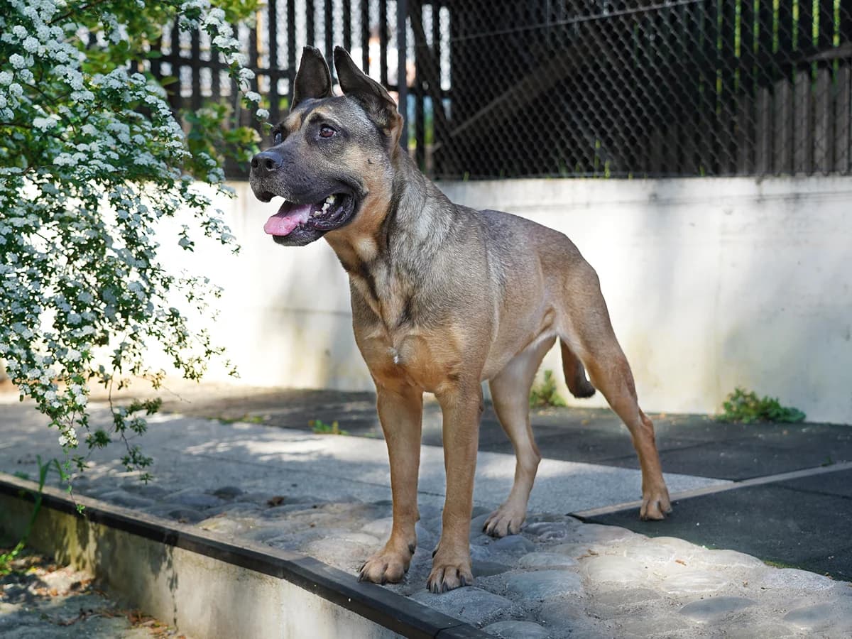 Bella, braun female 6yo Mixed Breed for adoption at Tierheim beider Basel, Basel