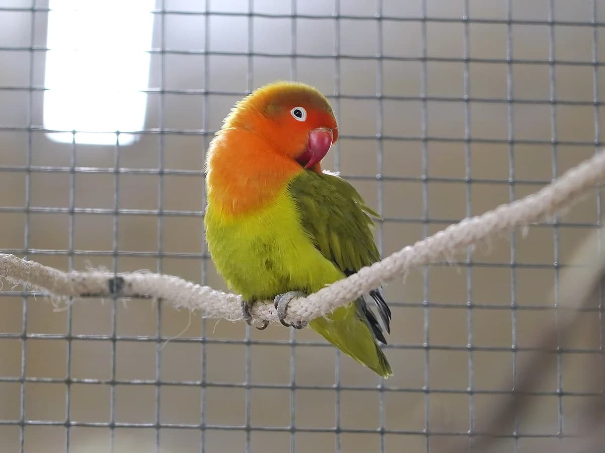 Birdy, Wildfarben male young mixed breed for adoption at Tierheim beider Basel, Basel