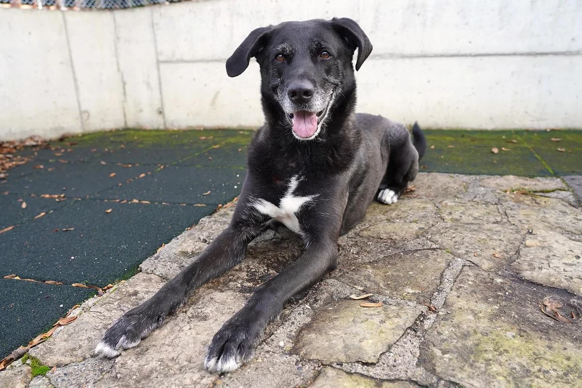 Black, Schwarz male 7yo Mixed Breed for adoption at Tierheim beider Basel, Basel