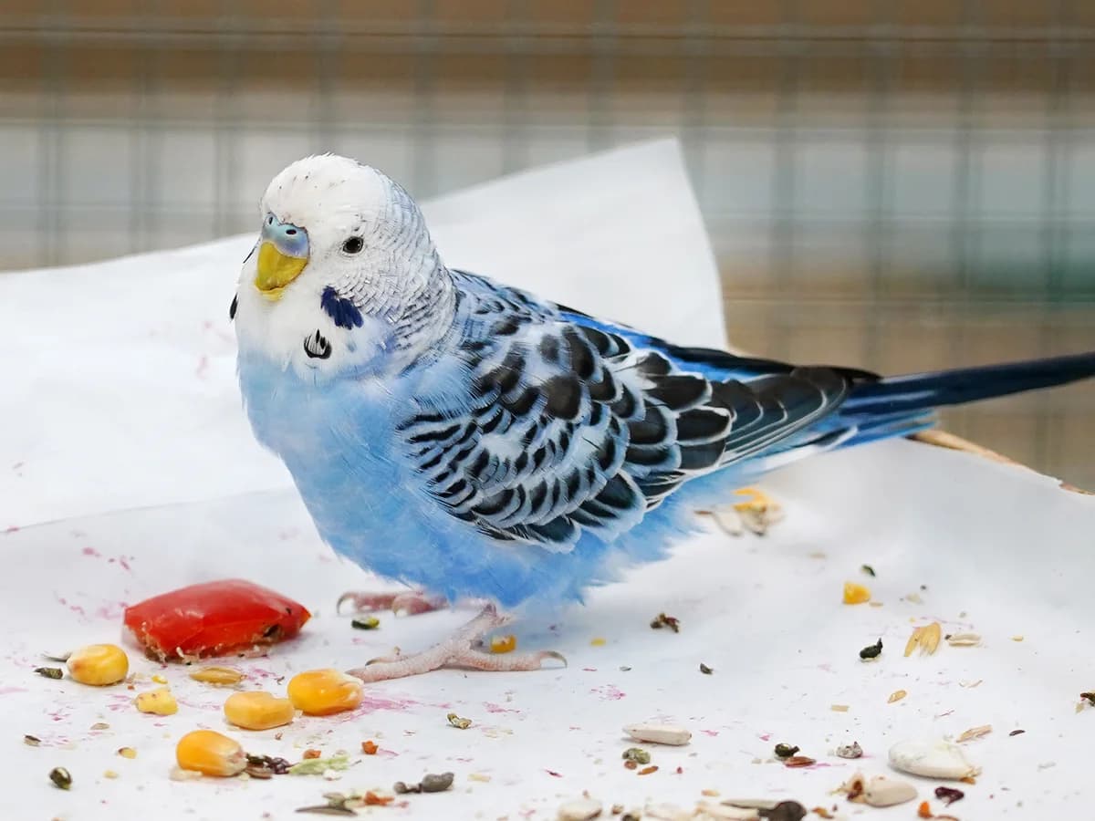 Blue, blau male 3yo mixed breed for adoption at Tierheim beider Basel, Basel