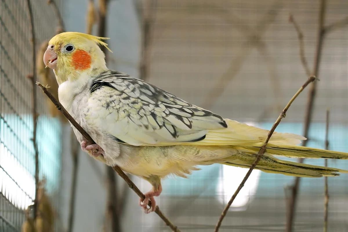 Bommel,  mixed breed for adoption at Tierheim beider Basel, Basel