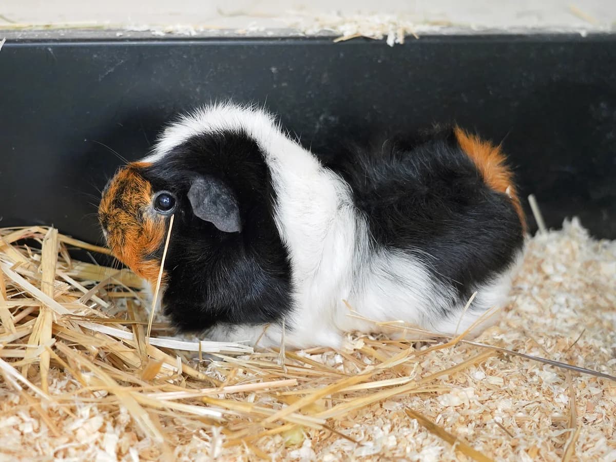 Bubbles, tricolor male 4yo mixed breed for adoption at Tierheim beider Basel, Basel