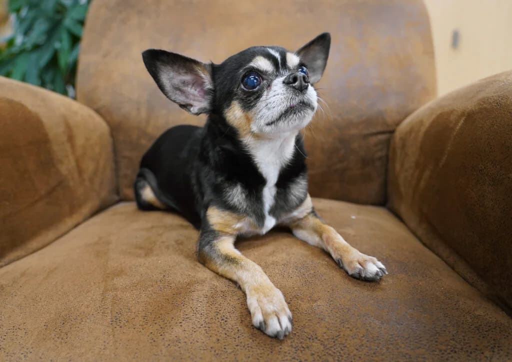 Can, Trikolor male senior Chihuahua for adoption at Tierheim beider Basel, Basel